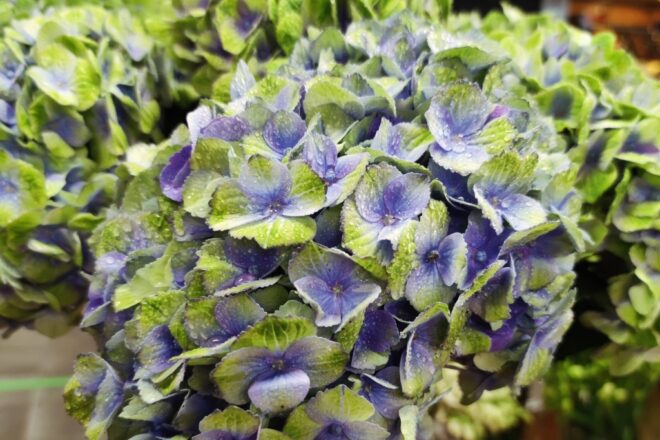 Flors, plantes, regals, decoració i assessorament al Mercat de Santa Catalina